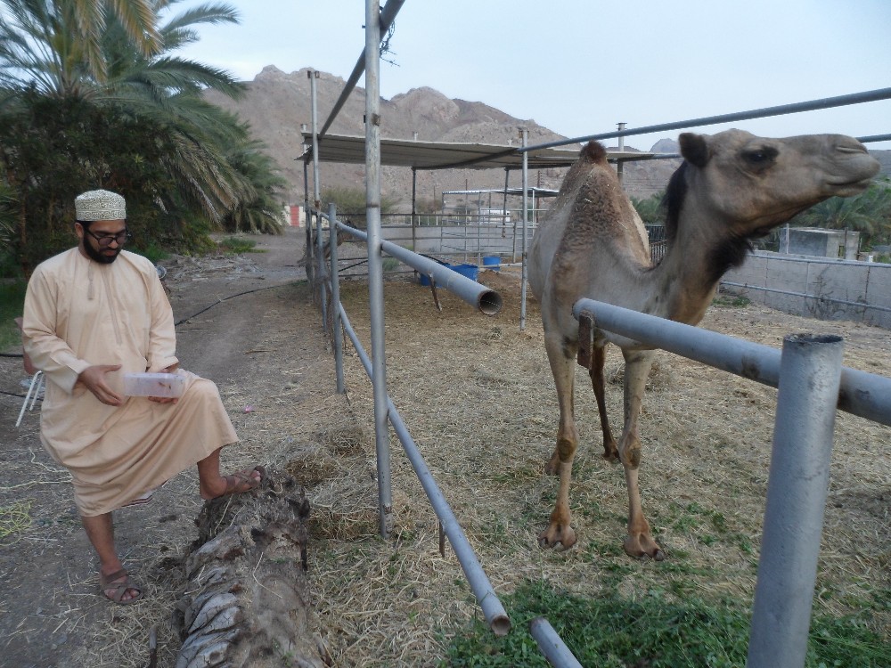 Oman/UAE 3